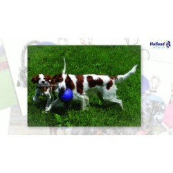 Jolly Romp-n-Roll Violet L (20 cm)