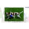 Jolly Romp-n-Roll Violet L (20 cm)