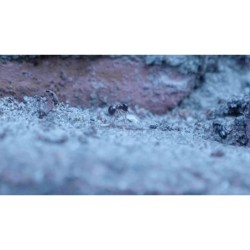 Gel antiparasitaire Knock Pest 5 g