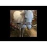 Shampoing Licorne Lucky Horse Lavande 250 ml